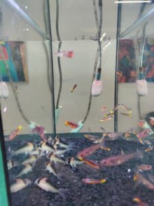 Adolfoi panzerwelse mit einer Endler Guppy gruppe