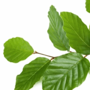 Grüner Buchenblätter Zweig