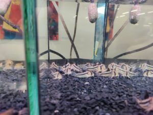 Andere corydoras Art, die Axelrods Panzerwelse