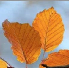 Buchenblätter in Herbst
