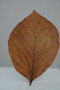 ein Rotbuchen blatt