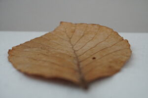 Fagus sylvatica als auch Robuche bekannt