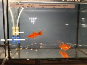 Gewinner der Schwertträger Ausstellung