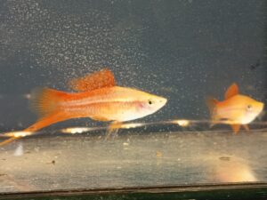 ananas schwertträger