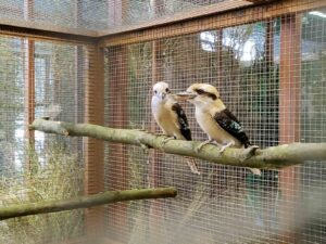 australischer Eisvogel