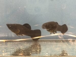 black molly pärchen