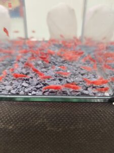rote garnellen