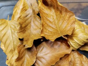 Buchenblätter Braun nach den sie abgefallen sind
