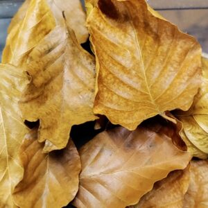 Buchenblätter Braun nach den sie abgefallen sind