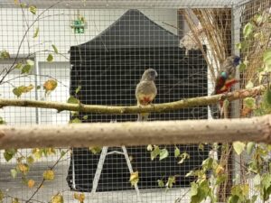 ein hübsches pärchen