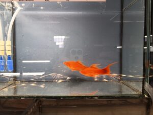 ein wunderschönes Schwertträger Pärchen