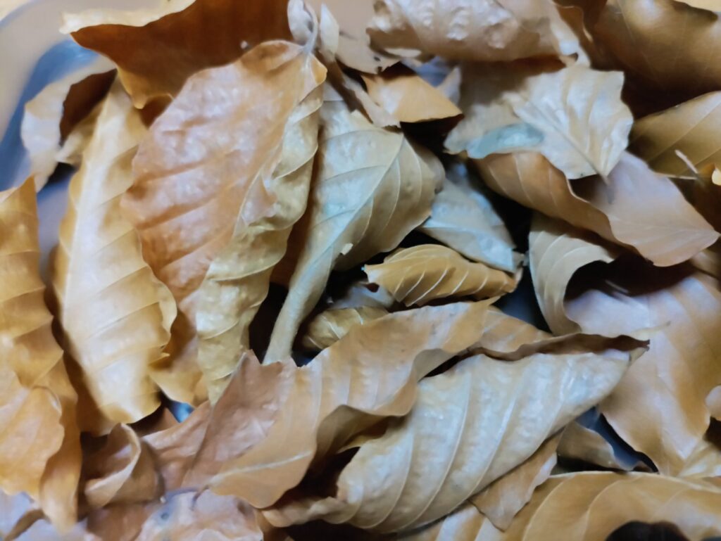 kleine und große getrocknene Rotbuchen Blätter