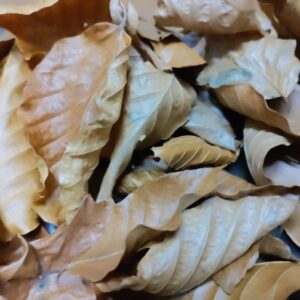 kleine und große getrocknene Rotbuchen Blätter