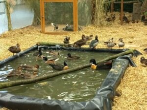 enten dürften auch nicht fehlen