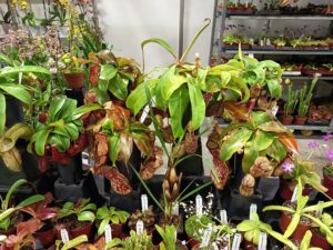 fleischfressende Planzen dürfen nicht fehlen