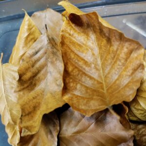 ein paar braune rotbuchenblätter