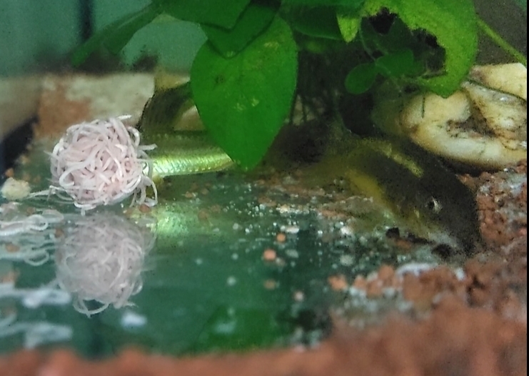 Lebendfutter, da sind meine Grün Laser Panzerwelse nicht mehr zu stoppen