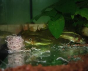 Green laser corydoras kommen zu Fütterung