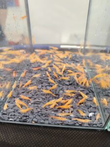 Neocaridiana orange