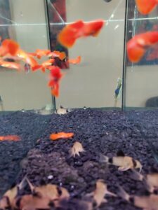 Panzrewelse und Guppys zusammen