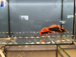 rote alpha lyra schwertträger