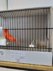 roter kanarien vogel