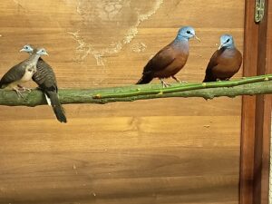 turteltauben mit silber kopf