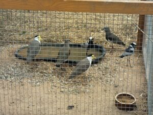 wasservögel waren auch dabei