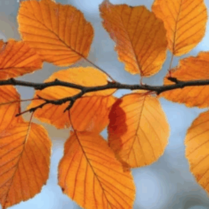 Ast mit wunderschönen braunen Buchenblättern