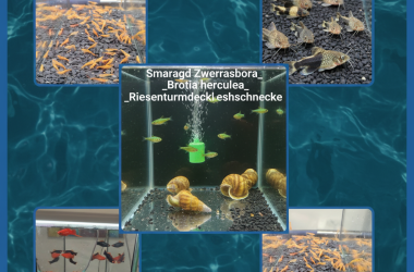 Fischbörse am 11_10_2025 in Bratislava