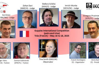 Internationale Preisrichter der Guppy show in Frankreich