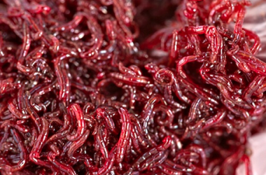 Rote-Muckenlarven-Chironomus-sp