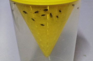 Lebendfutter für meine Fische mit nachhaltiger Fruchtfliegen Falle