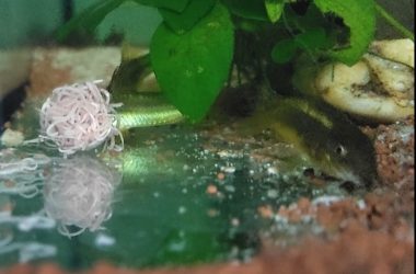 Lebendfutter, da sind meine Grün Laser Panzerwelse nicht mehr zu stoppen